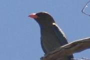 Dollarbird (Eurystomus orientalis)